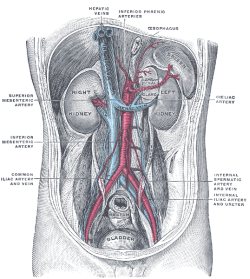 gray-anatomie-illustrationen